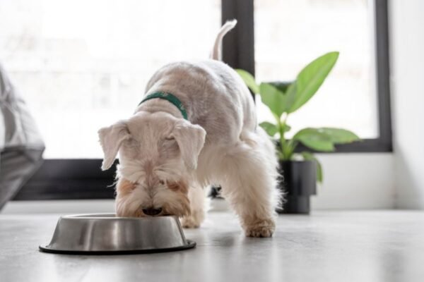 1 de cada 3 perros y 2 de cada 5 gatos sufre sobrepeso en Chile: expertos alertan sobre errores comunes en su alimentación