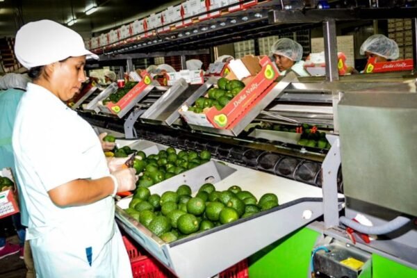 Nueva Ley Agraria revitalizará agroexportaciones peruanas