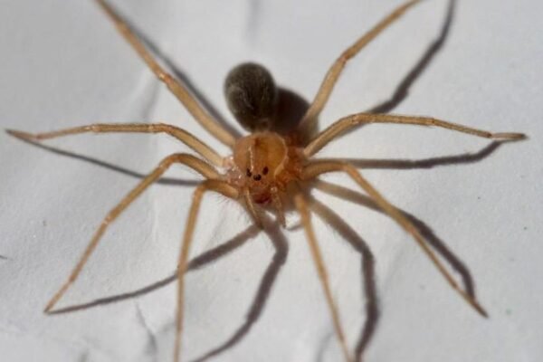 INS advierte aumento de mordeduras de araña casera durante el invierno