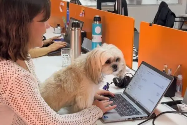 21 de junio: Día Mundial de llevar al perro al trabajo