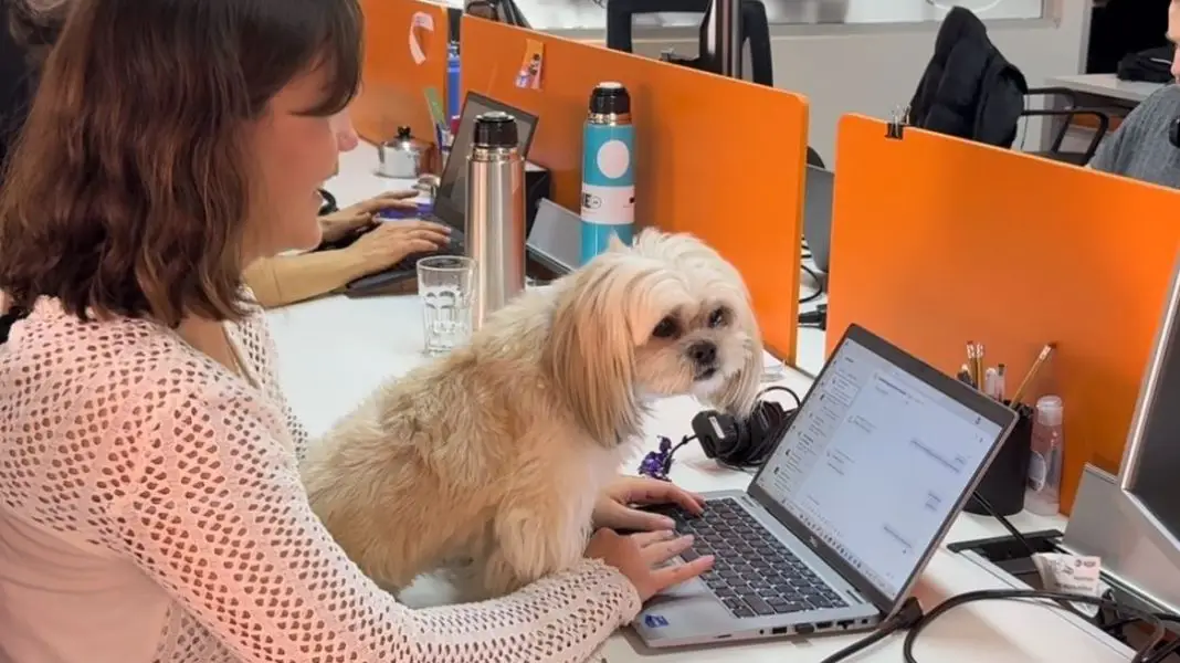 21 de junio: Día Mundial de llevar al perro al trabajo