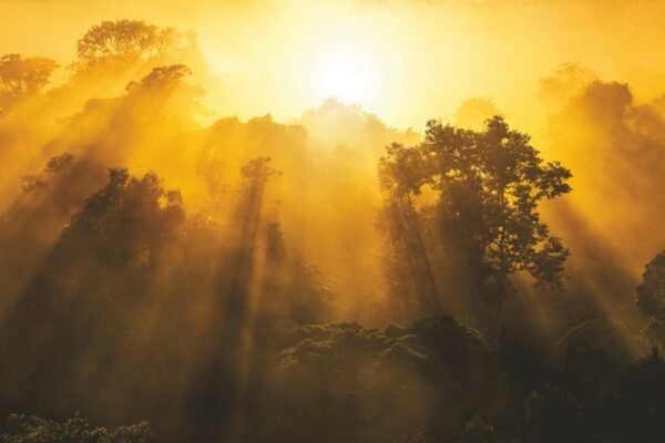 Bosque, Amazonía, sostenibilidad