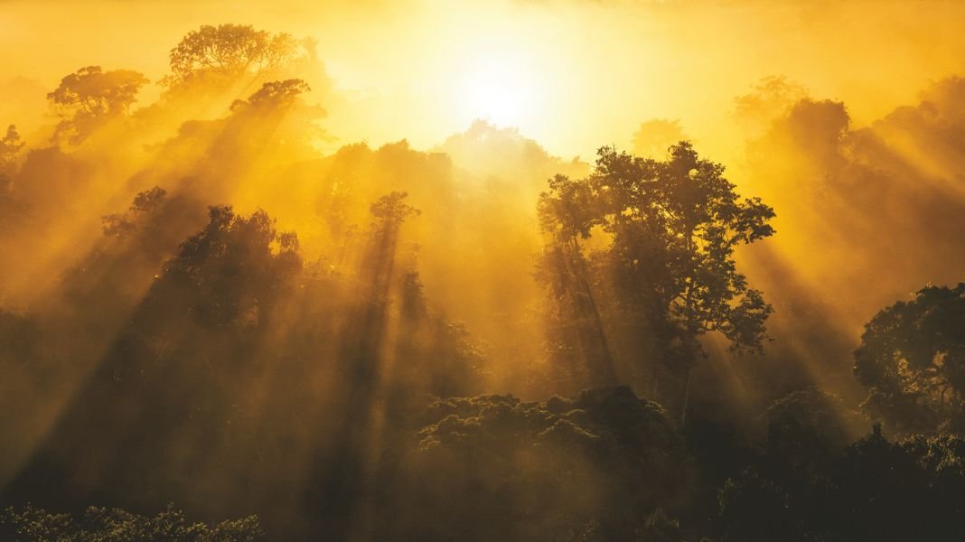 Bosque, Amazonía, sostenibilidad