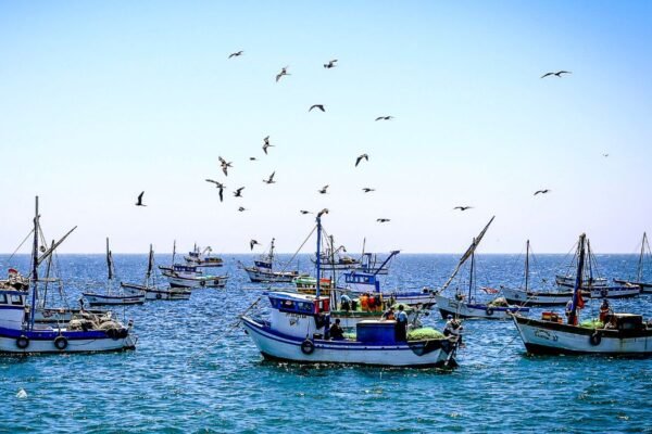 Más de mil operadores de pesca y acuicultura formalizados sanitariamente en el primer semestre de 2025