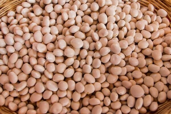 Quinua y tarwi en rotación: la estrategia agrícola que impulsa productividad y salud del suelo