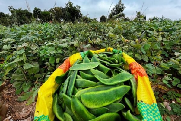 XXXI Festival de la Menestra