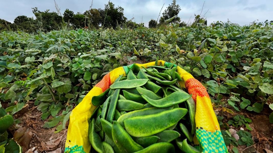 XXXI Festival de la Menestra