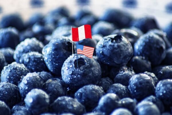 Arándanos peruanos llegan a Nueva York con el soporte logístico de DP World Logistics