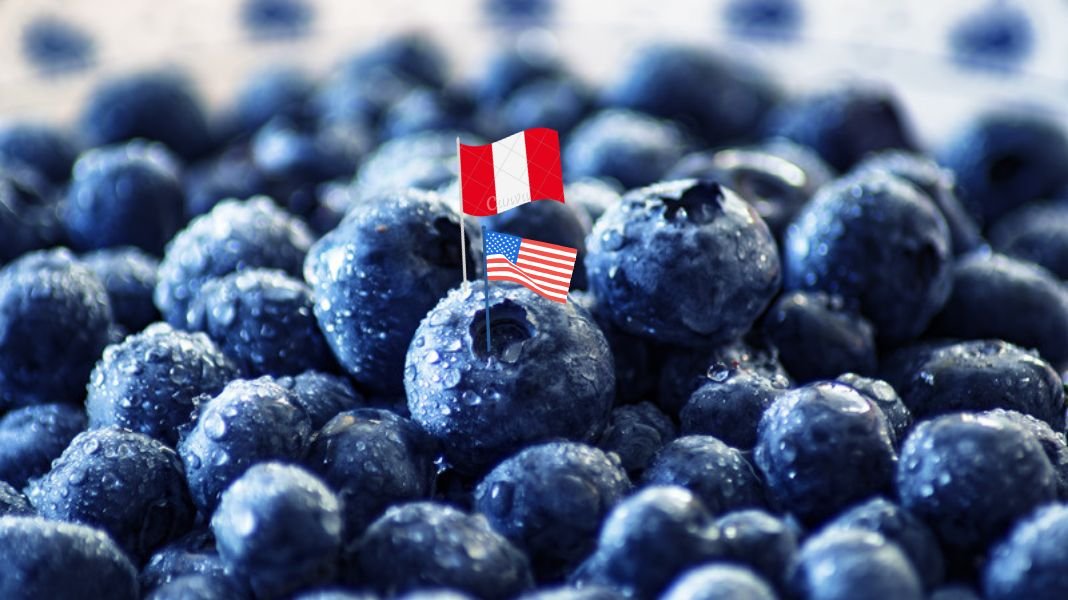 Arándanos peruanos llegan a Nueva York con el soporte logístico de DP World Logistics