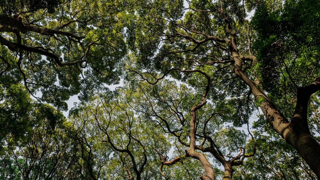 Con 73 millones de hectáreas de bosques, Perú proyecta ampliar la certificación forestal sostenible en toda la Amazonía