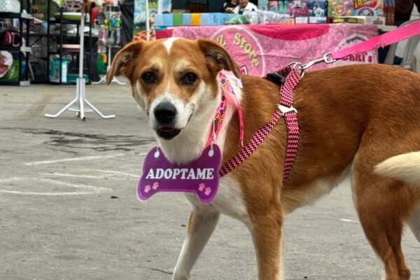 Adoptatón 2025: el festival de adopciones más grande del país llega al Parque de la Exposición