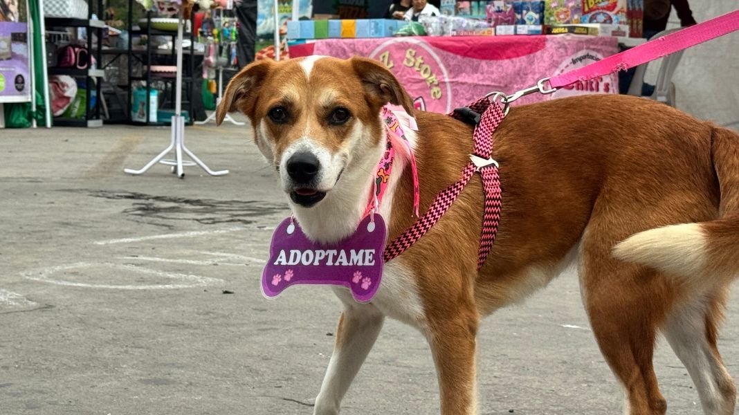 Adoptatón 2025: el festival de adopciones más grande del país llega al Parque de la Exposición
