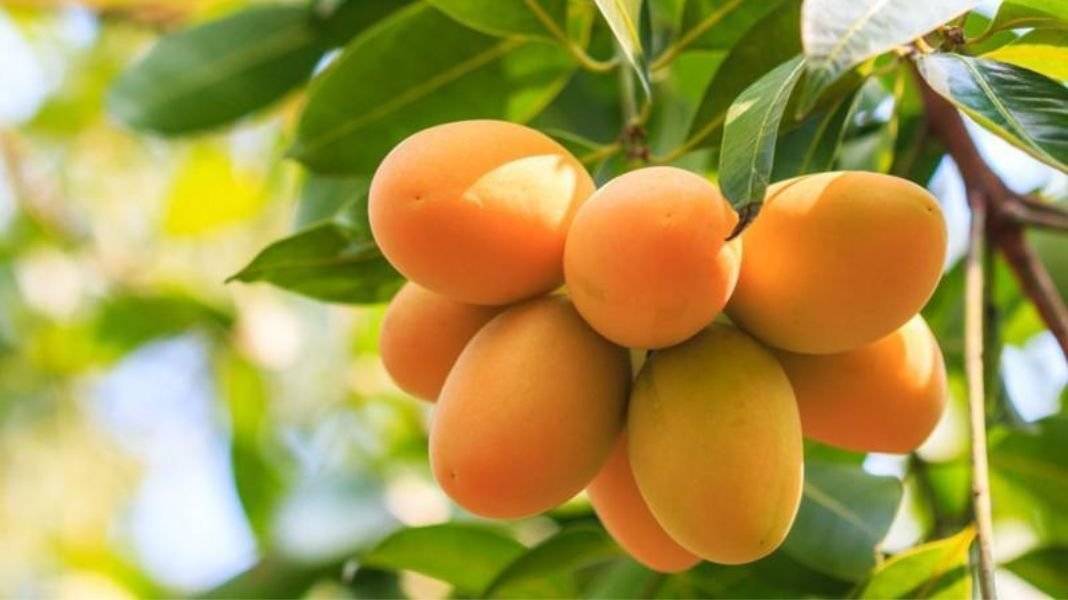 ADEX pide restablecer el orden y garantizar seguridad de productores de mango en Piura
