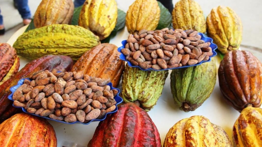 Promoverán desarrollo sostenible de la cadena del cacao y chocolate