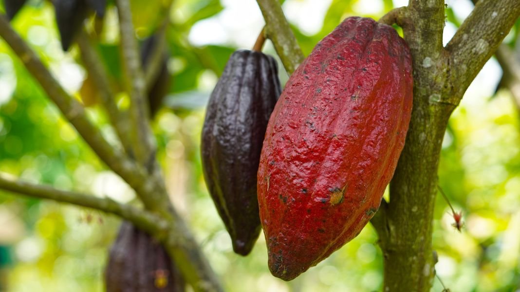 Produce cofinanciará con S/ 650,000 proyectos para fortalecer cadenas productivas y promover la economía circular