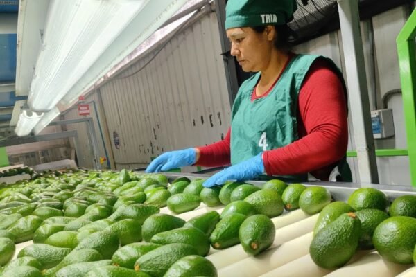 MIDAGRI: Productores de palta y fibra de alpaca concretan más de S/19 millones en compromisos de venta en Expoagro 2025