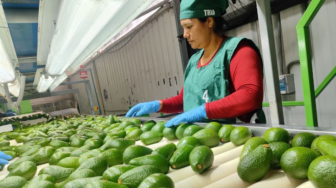 MIDAGRI: Productores de palta y fibra de alpaca concretan más de S/19 millones en compromisos de venta en Expoagro 2025