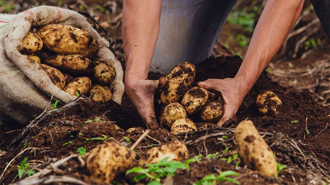 Perú: sector agropecuario registra crecimiento récord de 12.1% en setiembre 2025, su mayor alza del año impulsada por el subsector agrícola