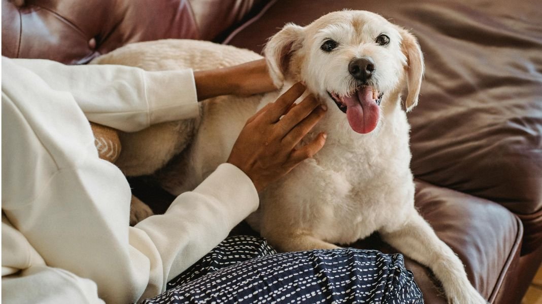 7 cosas que estresan a tu perro y necesitas saber para proteger su bienestar