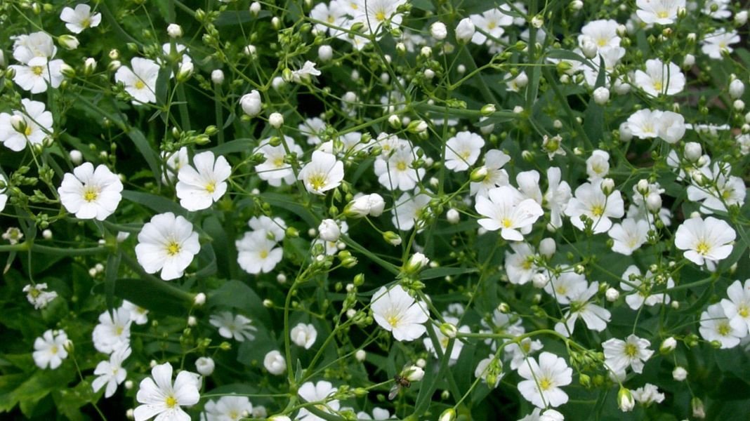 Exportación de flores peruanas creció 17% entre enero y septiembre