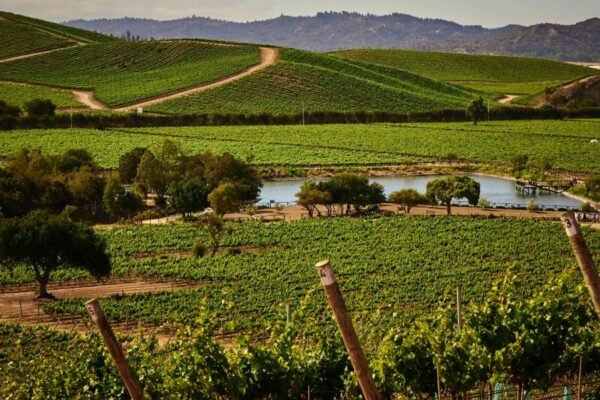 Casas del Bosque destaca dentro de los 50 mejores viñedos para visitar en el mundo por séptimo año consecutivo