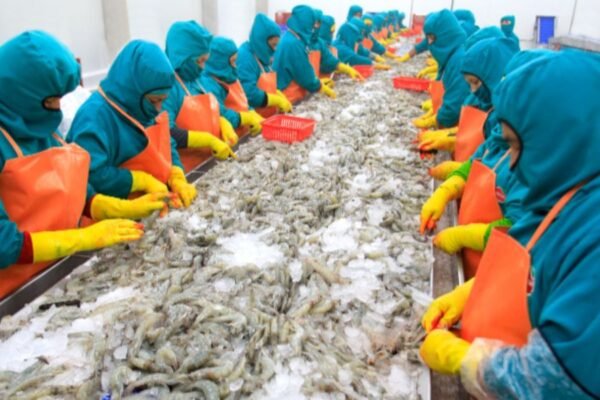 PRODUCE: PBI pesquero extractivo creció 6.4 % en setiembre de 2025