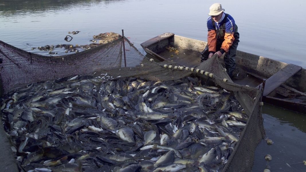 Se incrementan envíos pesqueros y acuícolas entre enero y septiembre