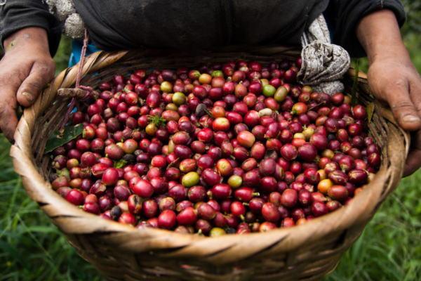La Positiva lanza el primer seguro paramétrico del Perú para proteger a miles de caficultores