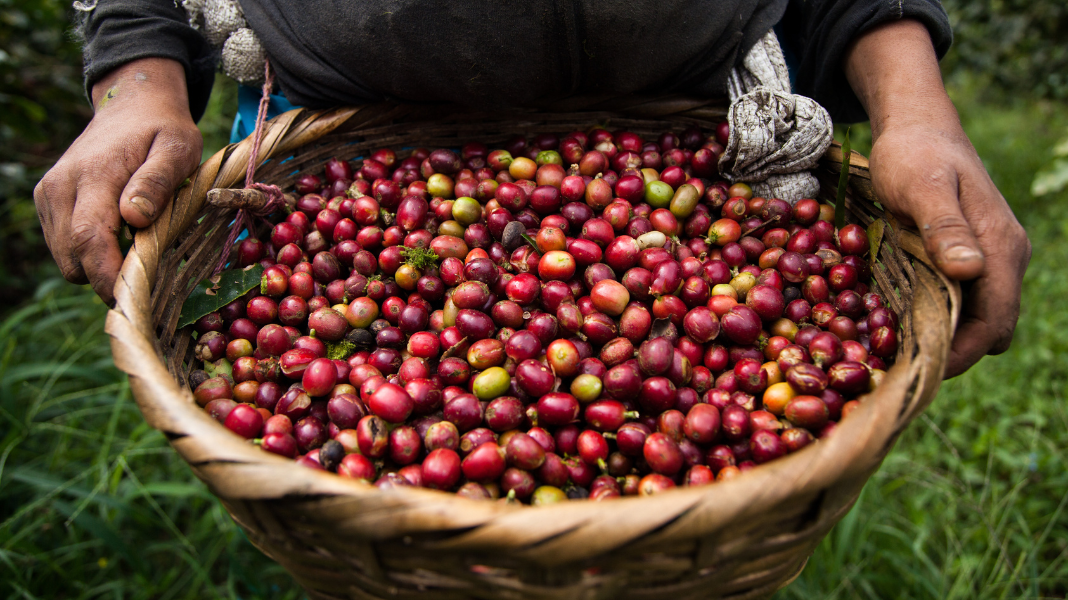 La Positiva lanza el primer seguro paramétrico del Perú para proteger a miles de caficultores