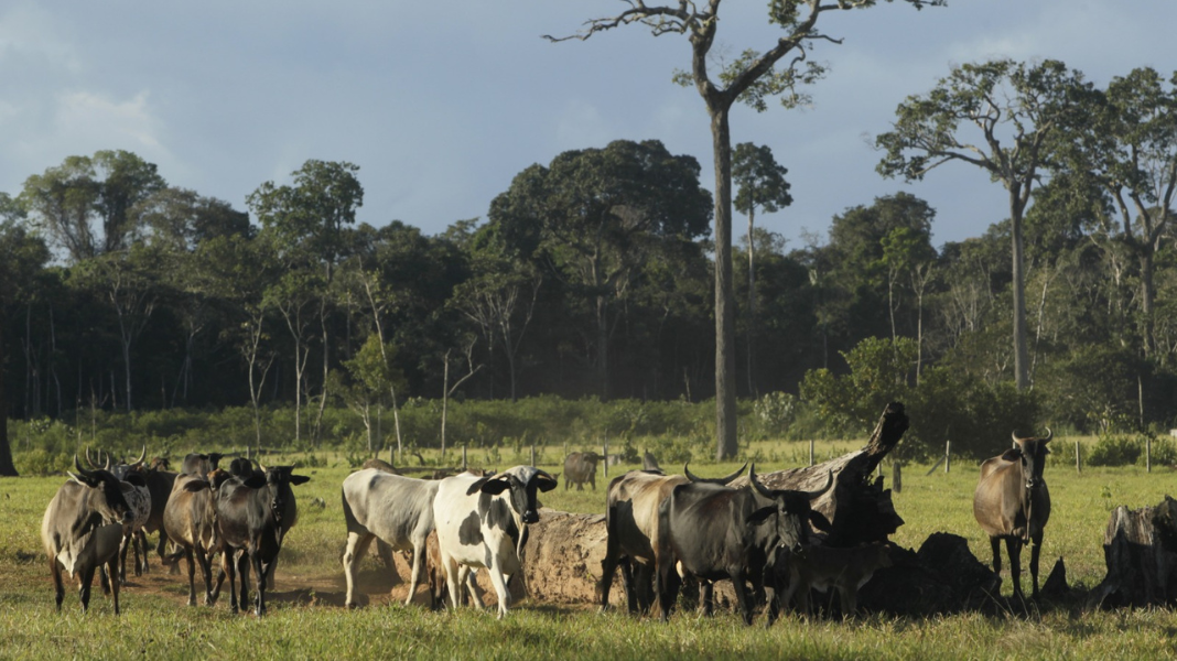 Familias transforman la ganadería para proteger la biodiversidad en Madre de Dios