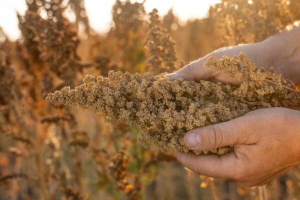 ADEX plantea exonerar el IGV a la quinua, kiwicha y cañihua