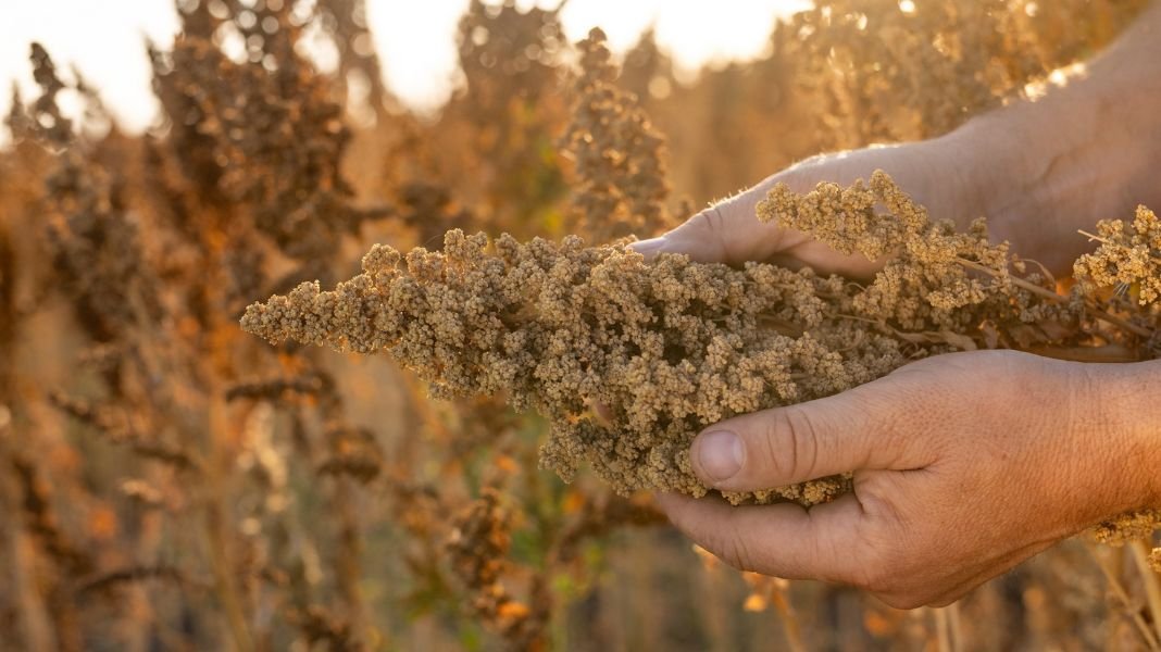 ADEX plantea exonerar el IGV a la quinua, kiwicha y cañihua