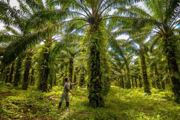 Alicorp es reconocida entre las empresas líderes de América Latina en sostenibilidad del aceite de palma