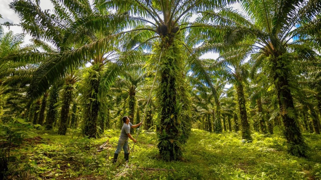 Alicorp es reconocida entre las empresas líderes de América Latina en sostenibilidad del aceite de palma
