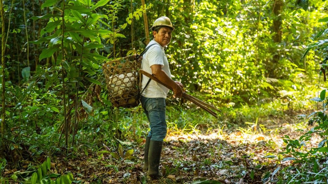 WWF Perú impulsa prácticas sostenibles junto a concesionarios de madera y comunidades indígenas, asegurando el uso responsable del bosque