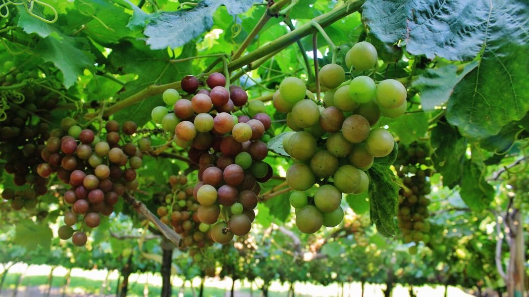 Exportadores a la expectativa de la Puesta en vigencia de TLC con Hong Kong