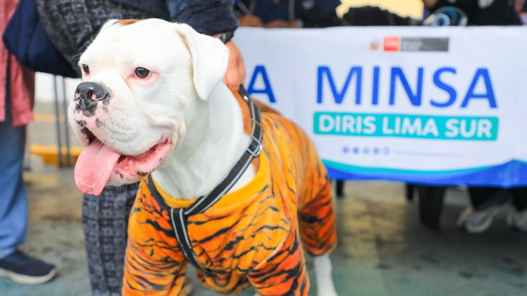 Minsa promueve la importancia de la tenencia responsable de animales de compañía