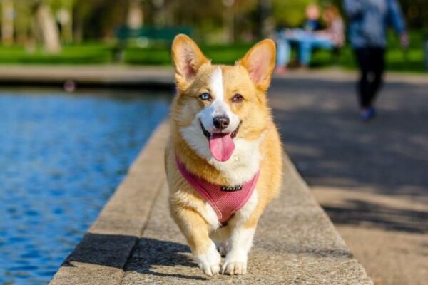 5 señales de golpe de calor que todo dueño debe reconocer de inmediato en perros y gatos