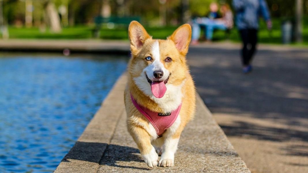 5 señales de golpe de calor que todo dueño debe reconocer de inmediato en perros y gatos