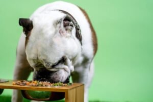 No es regaloneo: el sobrepeso en mascotas puede acortar su vida