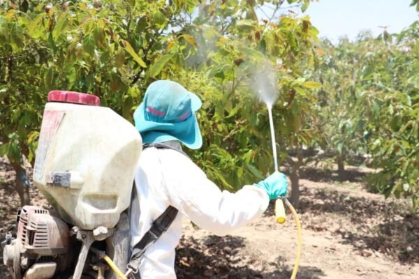 Uso adecuado de plaguicidas impulsa competitividad del agro y la economía peruana