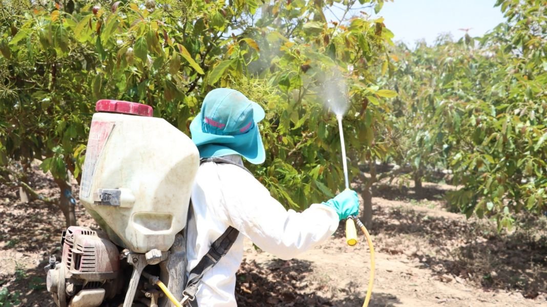 Uso adecuado de plaguicidas impulsa competitividad del agro y la economía peruana