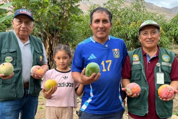 Huarmey avanza con la primera agroexportación de mango kent a mercados internacionales de Europa 