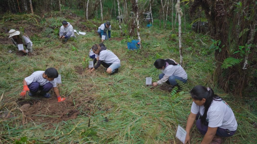 Reforestan 1,000 árboles nativos para recuperar ecosistemas degradados en Oxapampa