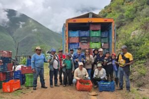 Minera y agroexportadora impulsan juntos la primera cosecha de 40 toneladas de palta Hass de exportación en Chuquitambo