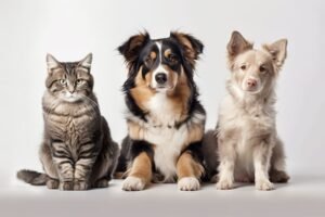 Conoce siete mitos y verdades asociados a la esterilización animal