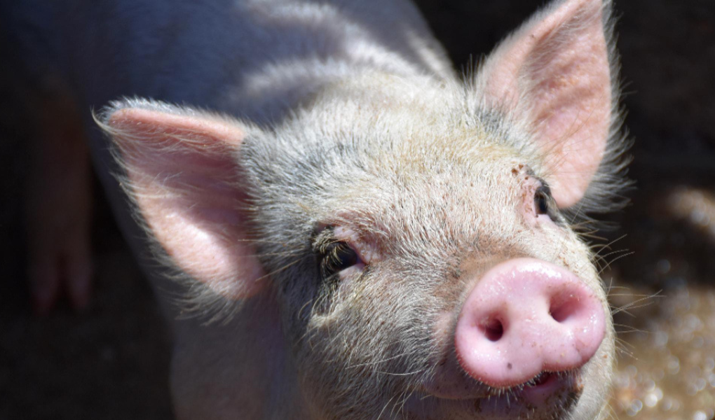 Día Mundial del Cerdo: 5 beneficios nutricionales de incluir carne de cerdo en la dieta peruana