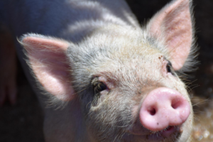 Día Mundial del Cerdo: 5 beneficios nutricionales de incluir carne de cerdo en la dieta peruana