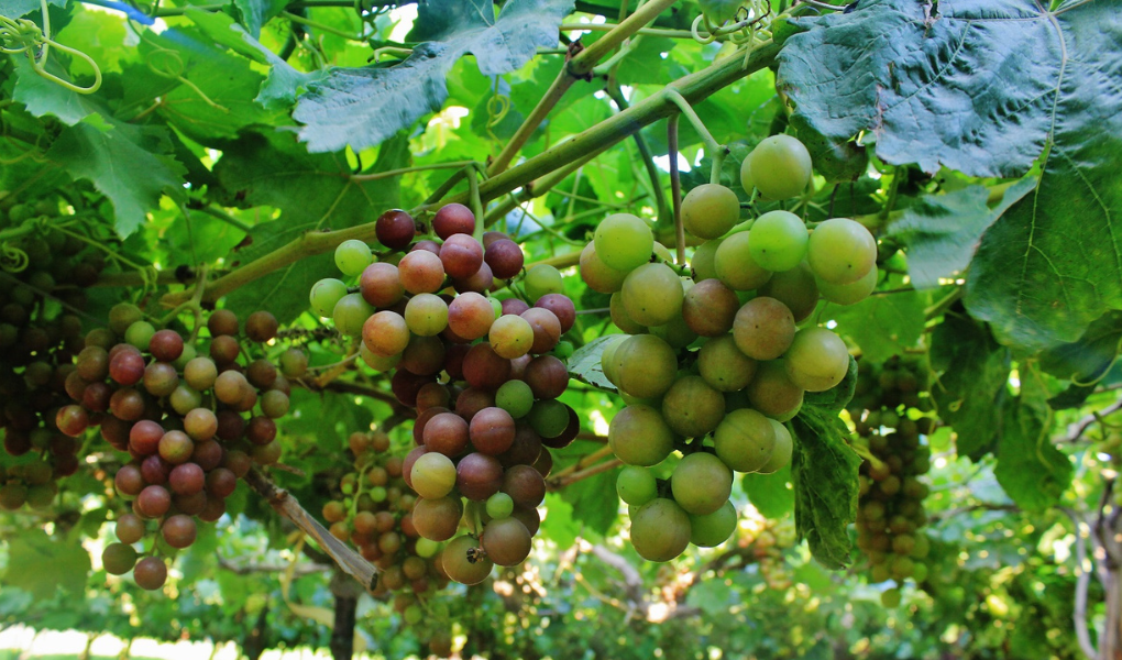 CIEN-ADEX: exportaciones sumaron US$ 9 mil 192 millones en enero