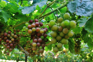 CIEN-ADEX: exportaciones sumaron US$ 9 mil 192 millones en enero